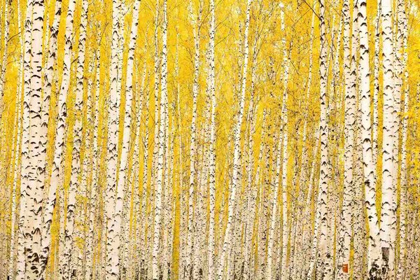 Nem szőtt fotótapéta sárga nyírfa 375 x 250 cm