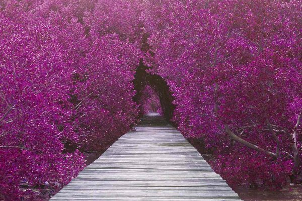 Nem szőtt fotótapéta fából készült híd 375 x 250 cm
