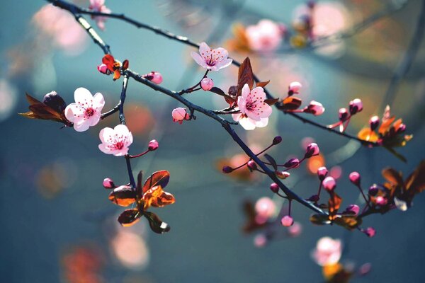 Nem szőtt fotótapéta japán cseresznye 375 x 250 cm