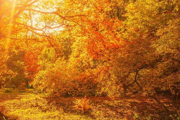 Nem szőtt fotótapéta őszi juharfák 375 x 250 cm