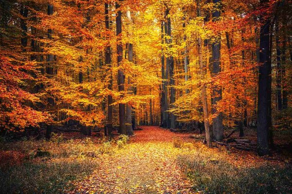Nem szőtt fotótapéta ösvény az őszi parkban 375 x 250 cm