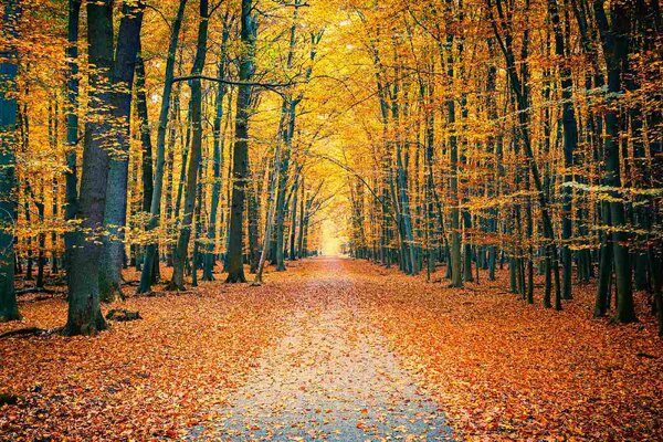 Nem szőtt fotótapéta színes őszi park 375 x 250 cm