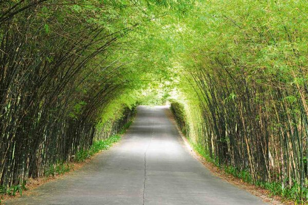 Nem szőtt fotótapéta bambusz út 375 x 250 cm