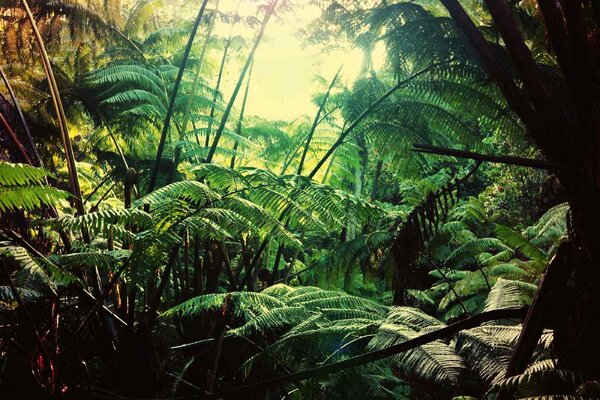 Nem szőtt fotótapéta dzsungel hawaii-on 375 x 250 cm