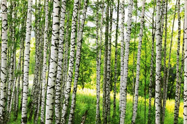 Nem szőtt fotótapéta nyírerdő 375 x 250 cm