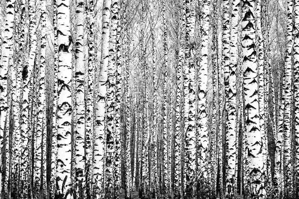 Nem szőtt fotótapéta tavaszi törzsek 375 x 250 cm