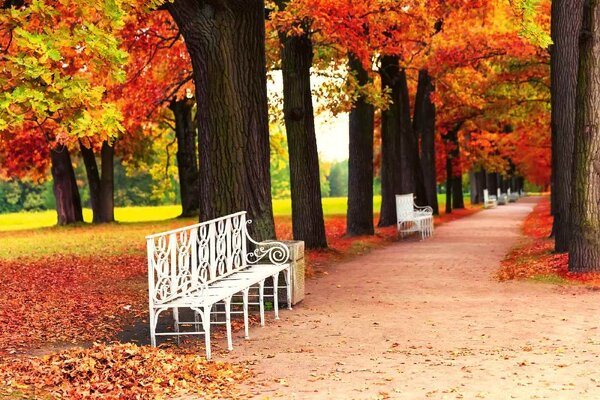 Nem szőtt fotótapéta fehér pad a parkban 375 x 250 cm