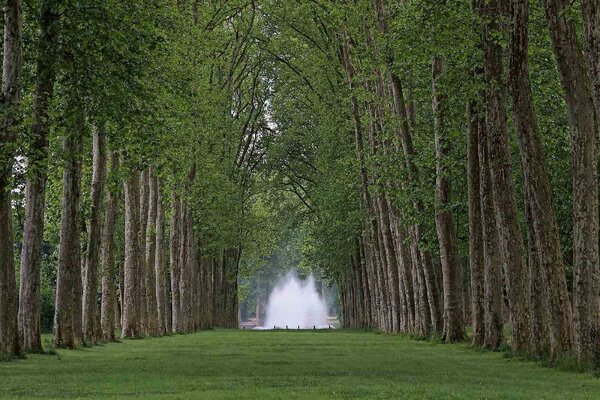 Nem szőtt fotótapéta park versailles 375 x 250 cm