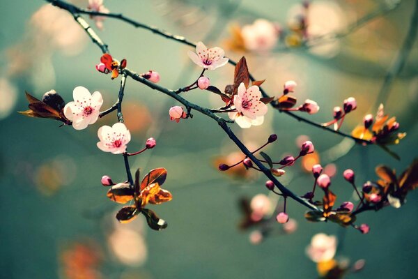 Nem szőtt fotótapéta japán cseresznyevirág 375 x 250 cm