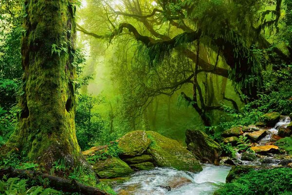 Nem szőtt fotótapéta nepáli dzsungel 375 x 250 cm