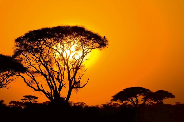 Nem szőtt fotótapéta naplemente afrikában 375 x 250 cm