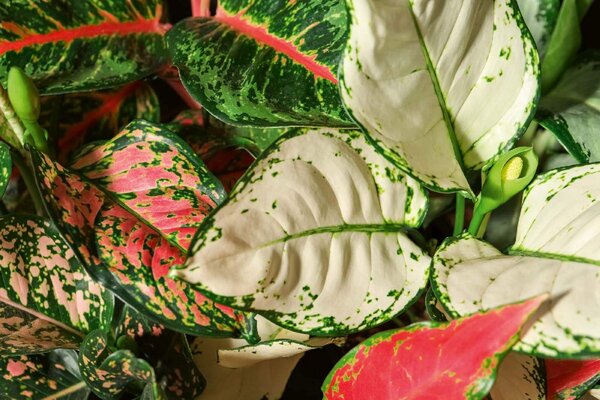 Nem szőtt fotótapéta aglaonema 375 x 250 cm