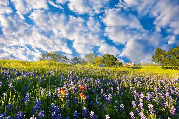 Nem szőtt fotótapéta bluebonnet 375 x 250 cm