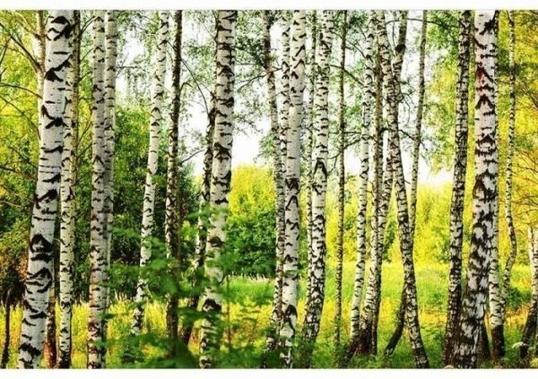 Nem szőtt fotótapéta nyírerdő 375 x 250 cm