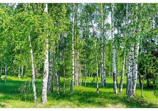 Nem szőtt fotótapéta nyírfa liget 375 x 250 cm