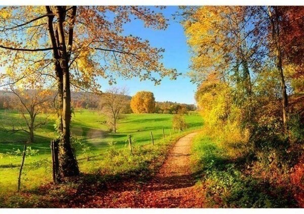 Nem szőtt fotótapéta rét 375 x 250 cm