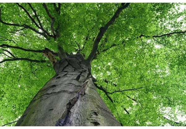 Nem szőtt fotótapéta fa teteje 375 x 250 cm