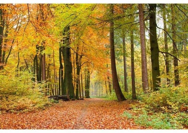Nem szőtt fotótapéta őszi erdő 375 x 250 cm