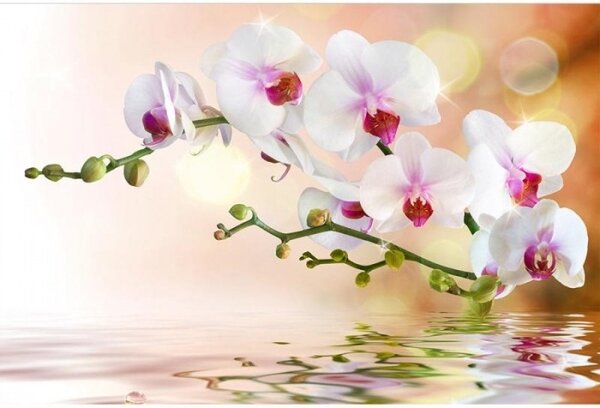 Nem szőtt fotótapéta fehér orchidea 375 x 250 cm
