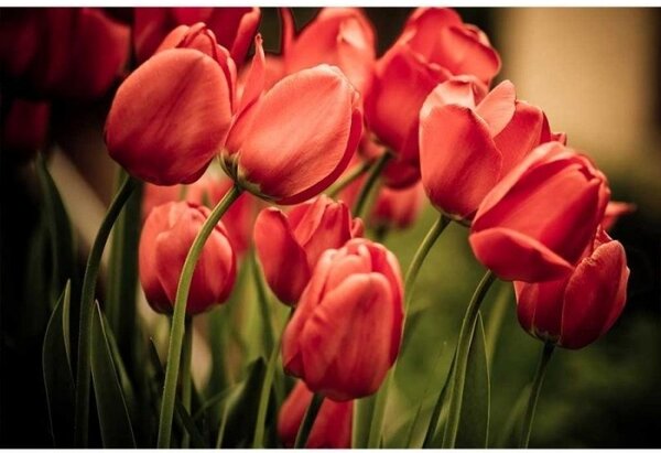Nem szőtt fotótapéta piros tulipánok 375 x 250 cm