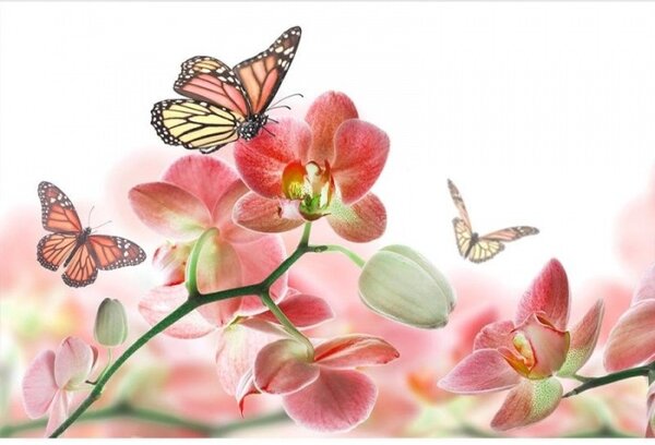 Nem szőtt fotótapéta pillangók és orchideák 375 x 250 cm