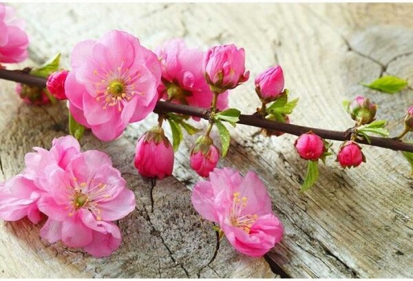 Nem szőtt fotótapéta sakura 375 x 250 cm