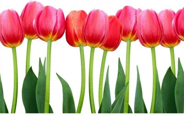 Nem szőtt fotótapéta tulipánok 375 x 250 cm