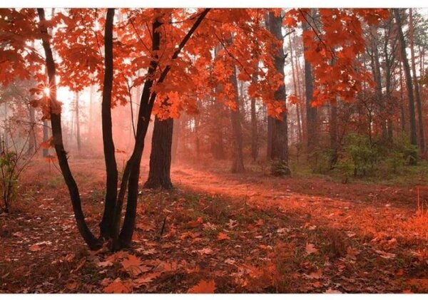 Nem szőtt fotótapéta erdő a ködben 375 x 250 cm