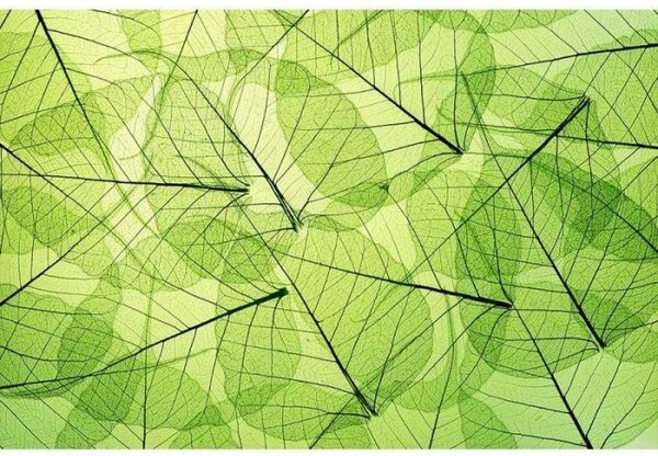 Nem szőtt fotótapéta levélerek 375 x 250 cm