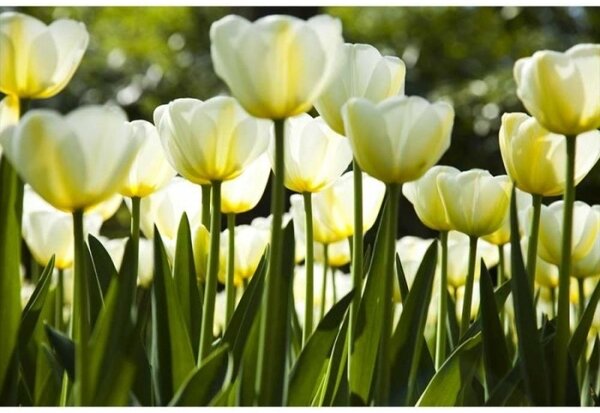 Nem szőtt fotótapéta fehér tulipán 375 x 250 cm