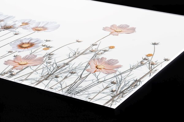 Plexi a konyhapult mögött finom virágok - 60 x 60 cm