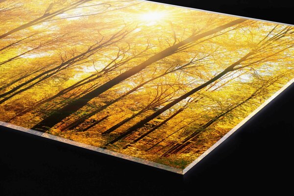 Plexi a konyhapult mögött napos erdő - 60 x 60 cm