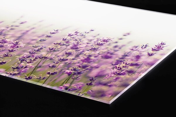 Plexi a konyhapult mögött levendula mező - 60 x 60 cm