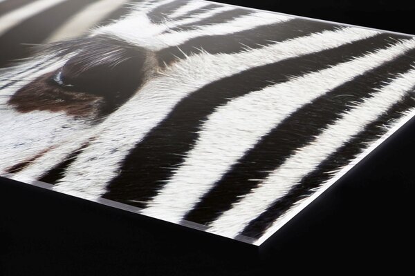 Plexi a konyhapult mögött zebra - 180 x 60 cm