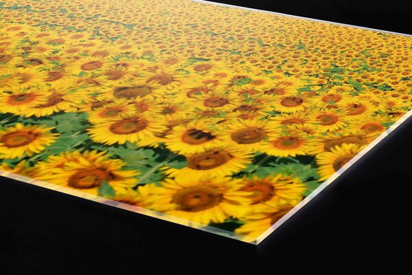 Plexi a konyhapult mögött kötelek a napraforgó - 100 x 60 cm