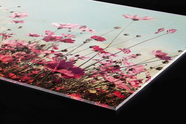 Plexi a konyhapult mögött tavaszi mező - 60 x 40 cm