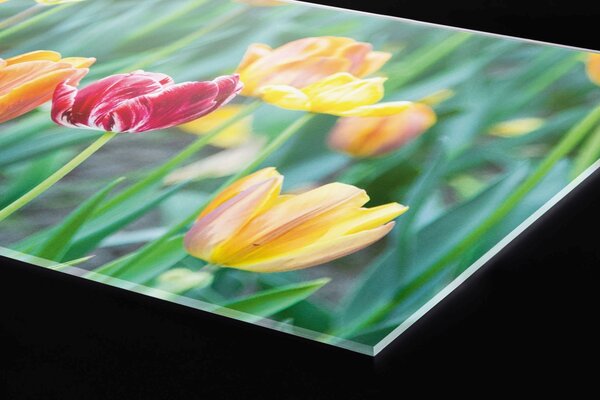 Plexi a konyhapult mögött tavaszi virágok - 80 x 40 cm