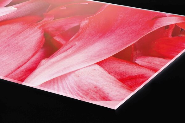 Plexi a konyhapult mögött piros szirmok - 240 x 60 cm