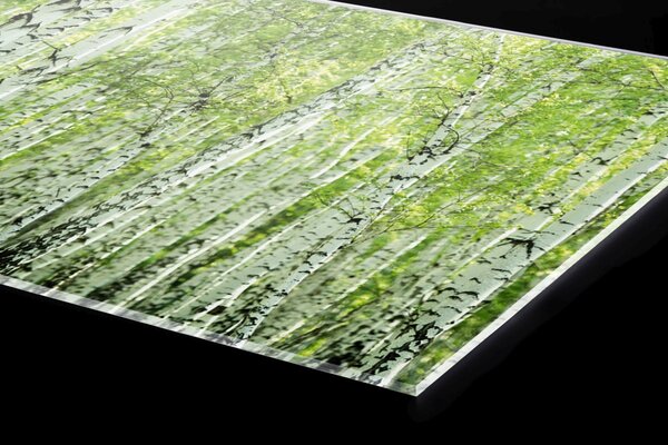 Plexi a konyhapult mögött tavaszi nyírfaliget - 240 x 60 cm