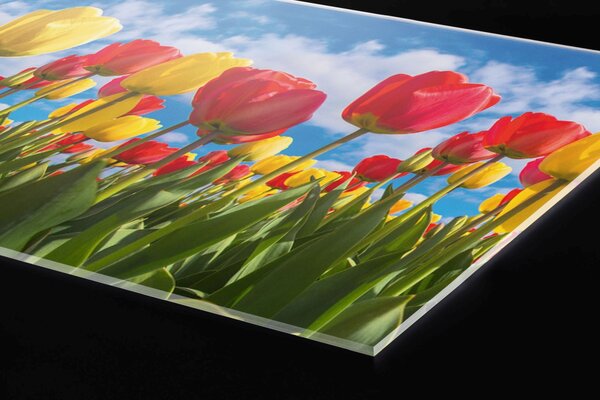 Plexi a konyhapult mögött tulipán mező - 80 x 40 cm