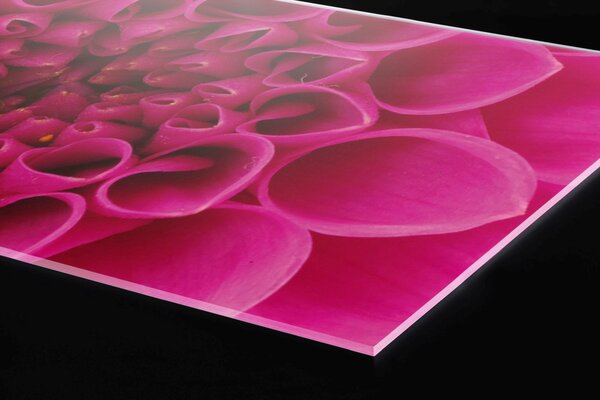 Plexi a konyhapult mögött rózsaszín dália - 60 x 60 cm