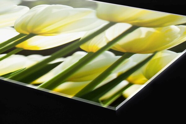 Plexi a konyhapult mögött fehér tulipán - 180 x 60 cm