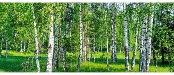 Panorámás nem szőtt fotótapéta nyírfa liget 375 x 150 cm