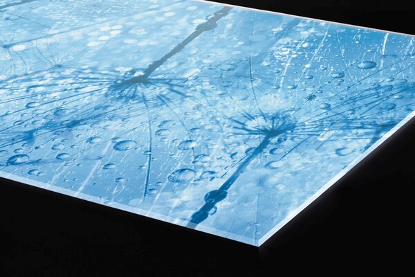 Plexi a konyhapult mögött gyermekláncfű makró - 60 x 60 cm