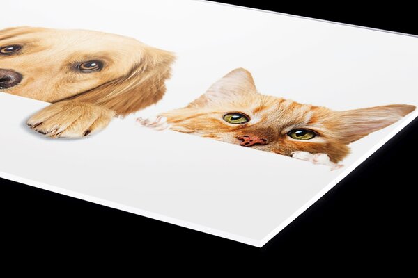 Plexi a konyhapult mögött macskák és kutyák - 100 x 60 cm