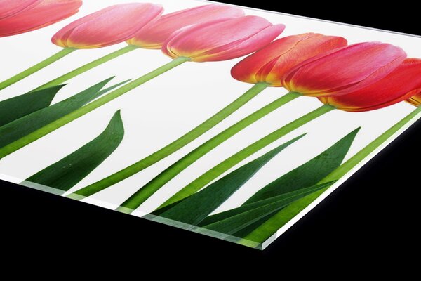 Plexi a konyhapult mögött tulipánok - 60 x 40 cm