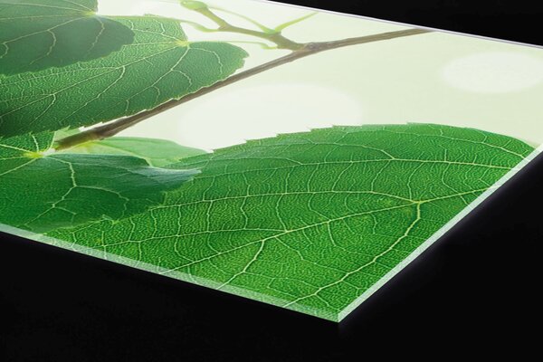 Plexi a konyhapult mögött zöld levelek - 180 x 60 cm