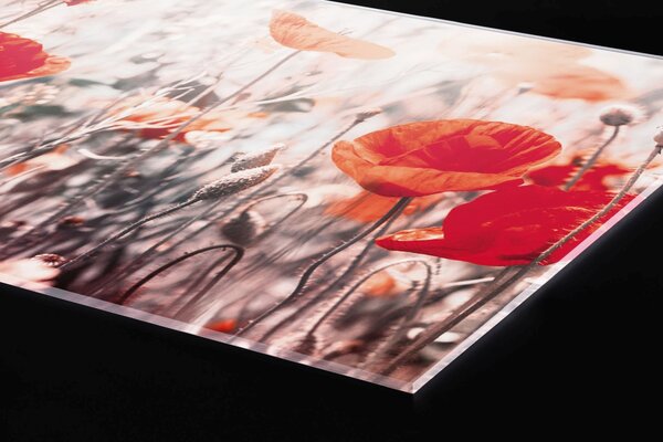Plexi a konyhapult mögött farkas mák - 80 x 60 cm