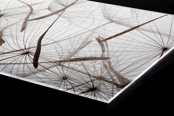 Plexi a konyhapult mögött pitypang pihe - 80 x 40 cm