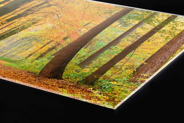 Plexi a konyhapult mögött őszi erdő - 60 x 40 cm